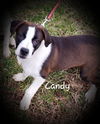 Candy