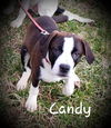 Candy