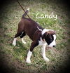 Candy