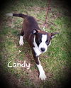 Candy
