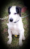 Teddy