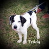 Teddy