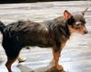 Oliver T