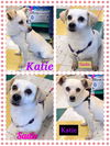 Katie & Sadie (Bonded Pair)