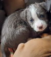 Maggie's Puppy Jocelyn