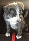 Maggie's Puppy Jocelyn