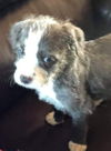 Maggie's Puppy Jocelyn