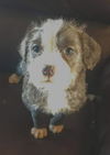 Maggie's Puppy Jocelyn