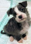 Maggie's Puppy Jocelyn