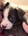 Maggie's Puppy Jocelyn