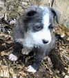 Maggie's Puppy Jocelyn