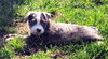 Maggie's Puppy Jocelyn