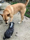 Maggie's Puppy Jocelyn