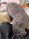 Maggie's Puppy Rex