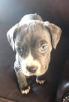 Maggie's Puppy Rex