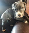Maggie's Puppy Rex