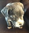 Maggie's Puppy Rex