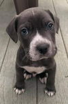 Maggie's Puppy Rex