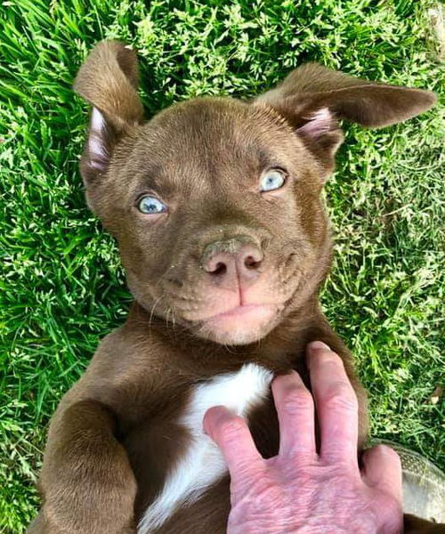 Lab Mix Puppies: Strauss