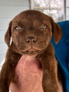 Lab Mix Puppies:  Daisy