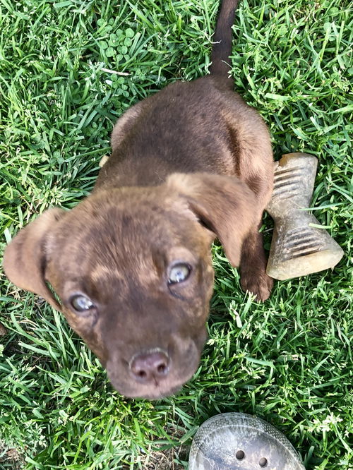 Lab Mix Puppies:  Daisy