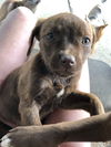 Lab Mix Puppies:  Daisy