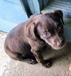 Lab Mix Puppies:  Bug