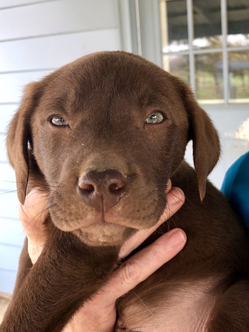 Lab Mix Puppies:  Winston