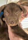 Lab Mix Puppies:  Dillon