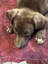 Lab Mix Puppies:  Dillon