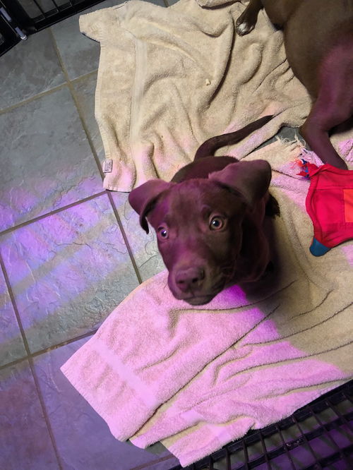 Lab Mix Puppies:  Dillon