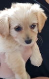 Maltese Mix Pups Dahlia