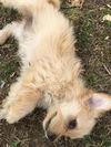 Maltese Mix Pups Dahlia