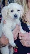 Maltese Mix Pups Tansy