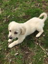 Maltese Mix Pups Tansy