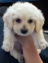 Maltese Mix Pups Lavender