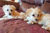 Maltese Mix Pups Lavender