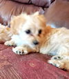 Maltese Mix Pups Lavender