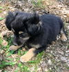 Maltese Mix pups Magnolia