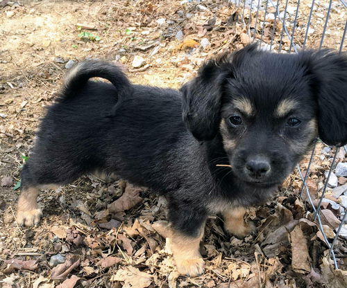 Maltese Mix pups Magnolia