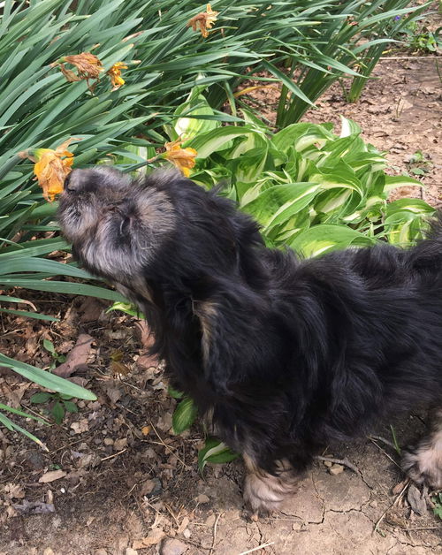 Maltese Mix Pups Violet