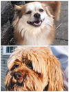 Gia & Frankie (bonded pair)