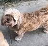 Gia & Frankie (bonded pair)