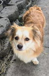 Gia & Frankie (bonded pair)