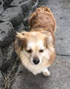 Gia & Frankie (bonded pair)