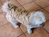 Gia & Frankie (bonded pair)
