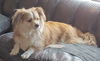 Gia & Frankie (bonded pair)