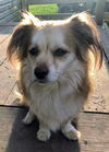 Gia & Frankie (bonded pair)