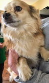 Gia & Frankie (bonded pair)