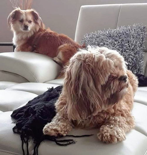 Gia & Frankie (bonded pair)